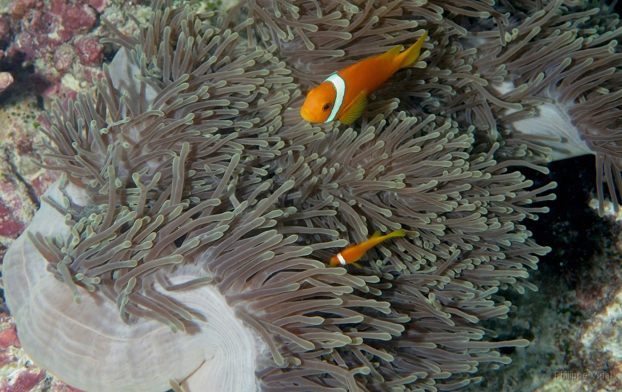 Velidhu - 2013_03_09 - IMG_0257rf_Poisson Clown des Maldives - Amphiprion Nigripe_House reef_pmt.jpg